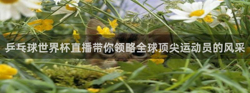 中国 世界杯：乒乓球世界杯直播带你领略全球顶尖运动员的风采